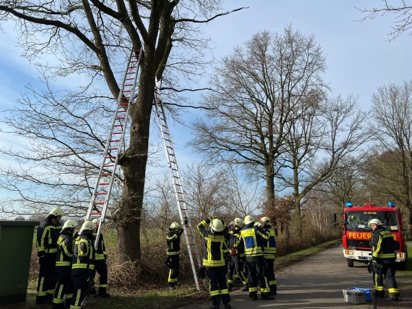 Einsatzfoto Katze auf Baum